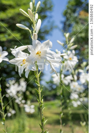 Madonna Lily Yurigahara Park 札幌市 136868492
