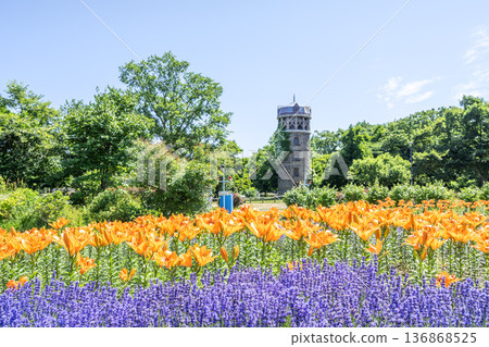 札幌百合原公園的百合花與薰衣草 136868525