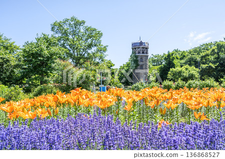 Lilies and lavender, Yurigahara Park, Sapporo Lilies and lavender, Yurigahara Park, Sapporo 136868527