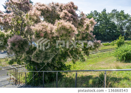 札幌市百合原公園煙樹 札幌市百合原公園煙樹 136868543