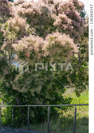 Smoke Tree, Yurigahara Park, Sapporo Smoke Tree, Yurigahara Park, Sapporo 136868547
