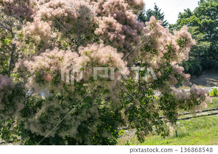 Smoke Tree, Yurigahara Park, Sapporo Smoke Tree, Yurigahara Park, Sapporo 136868548