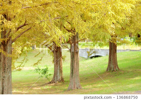 秋天公園水杉黃葉 秋天公園水杉黃葉 136868750