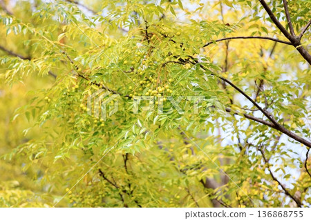 小巧多彩的中華樹果實 小巧多彩的中華樹果實 136868755