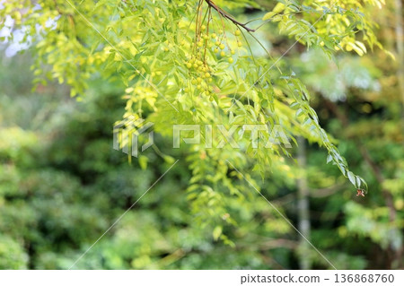 Small, colorful China tree fruits Small, colorful China tree fruits 136868760