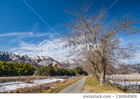 滋賀縣高島市，沿著千內川的農場道路 136868909