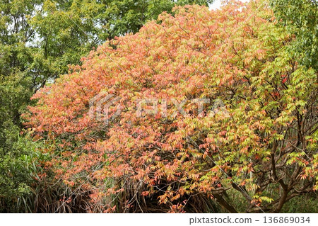 秋日的公園,秋葉,漆樹葉 秋日的公園,秋葉,漆樹葉 136869034
