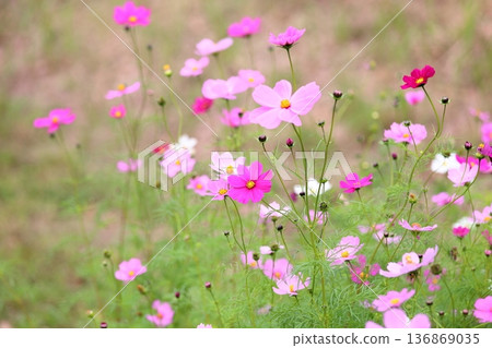 秋天公園波斯菊花 秋天公園波斯菊花 136869035