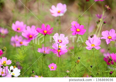 Autumn park Cosmos flowers Autumn park Cosmos flowers 136869036