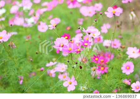 Autumn park Cosmos flowers Autumn park Cosmos flowers 136869037