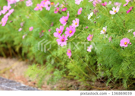 Autumn park Cosmos flowers Autumn park Cosmos flowers 136869039
