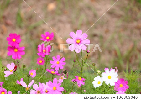 秋天公園波斯菊花 秋天公園波斯菊花 136869040