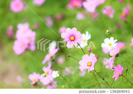 秋天公園波斯菊花 136869041