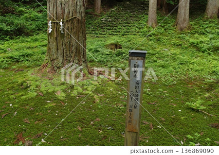 Heisenji Hakusan Shrine Sacred Tree Heisenji Hakusan Shrine Sacred Tree 136869090