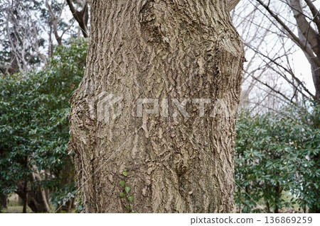 Big tree trunk Big tree trunk 136869259