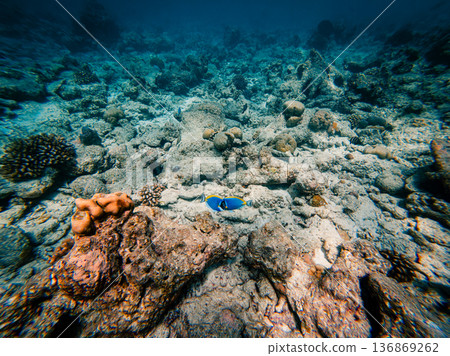 Two surgeonfish kiss underwater in the ocean Two surgeonfish kiss underwater in the ocean 136869262