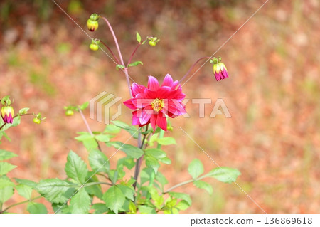 Autumn park dahlia flower Autumn park dahlia flower 136869618