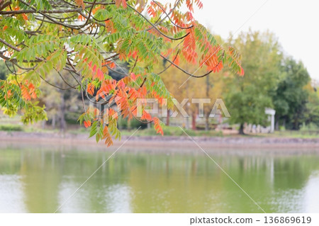 Autumn park: Colorful lacquer tree branches and leaves Autumn park: Colorful lacquer tree branches and leaves 136869619