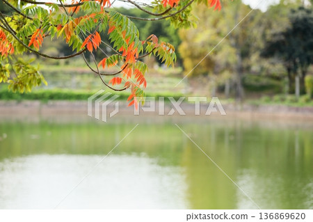 秋日公園:色彩繽紛的漆樹枝葉。 秋日公園:色彩繽紛的漆樹枝葉。 136869620