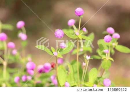 可愛的千日紅花 可愛的千日紅花 136869622