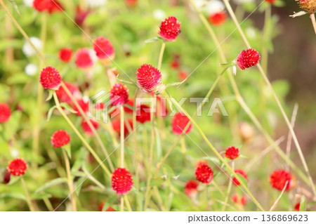鮮豔的千日紅花朵 136869623