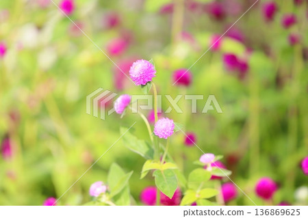 Cute globe amaranth flowers 136869625
