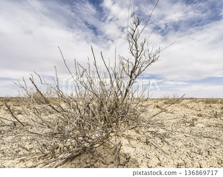 Shrubs in the Wilderness - Ustyurt Plateau, Kazakhstan 136869717