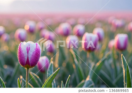 Sunrise Flower Field Spring at Morning Dew Pastel and Nature 136869985