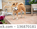 A Shiba Inu relaxing in the garden 136870181
