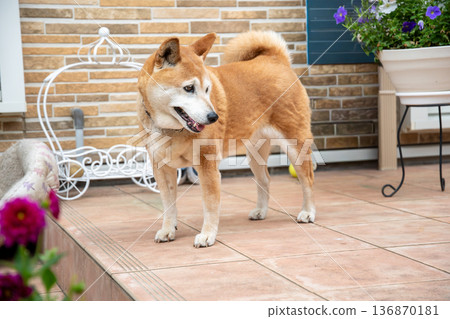 一隻柴犬在花園裡休息 136870181