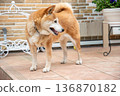 A Shiba Inu relaxing in the garden 136870182