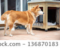 A Shiba Inu relaxing in the garden 136870183