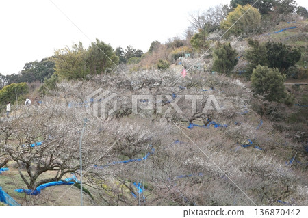 Southern plum forest Southern plum forest 136870442