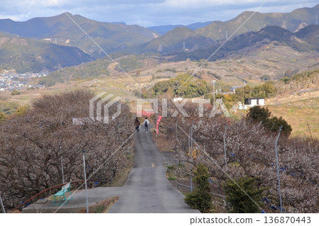 Southern plum forest Southern plum forest 136870443