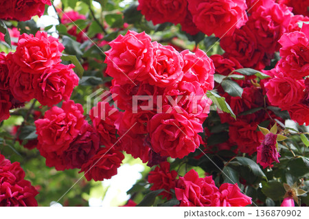 many blossomed buds of shrub roses with red petals many blossomed buds of shrub roses with red petals 136870902