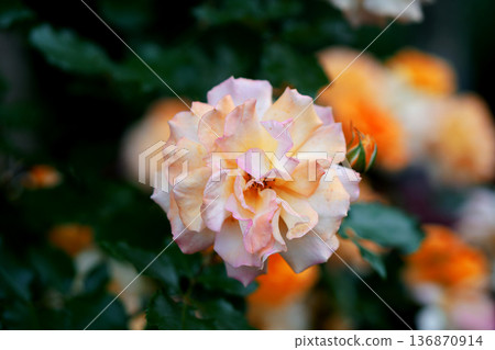 Bud of a white shrub rose with shades of pink and yellow 136870914