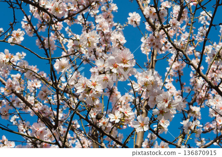Tree branches covered with flowers with white petals in the spring 136870915