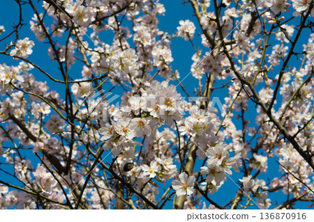 Tree branches covered with flowers with white petals in the spring 136870916