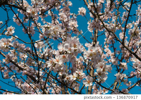 Tree branches covered with flowers with white petals in the spring 136870917