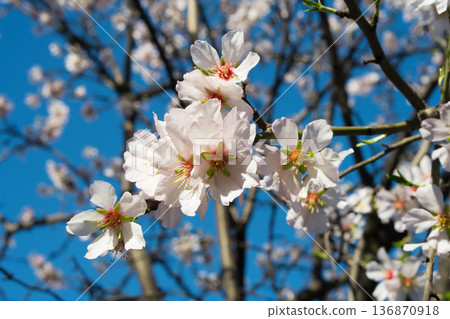 Tree branches covered with flowers with white petals in the spring 136870918