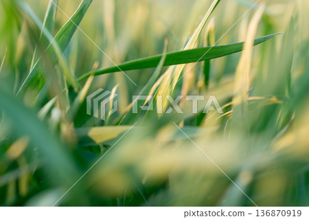 the stems and tops of green grass shimmer in the sun the stems and tops of green grass shimmer in the sun 136870919