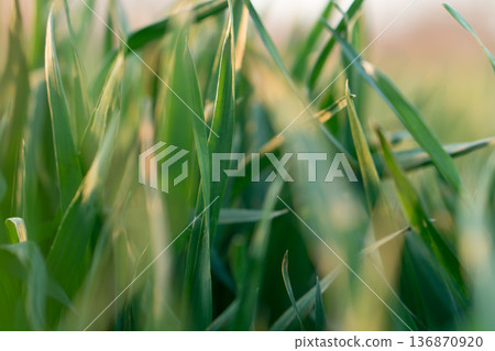 the stems and tops of green grass shimmer in the sun the stems and tops of green grass shimmer in the sun 136870920