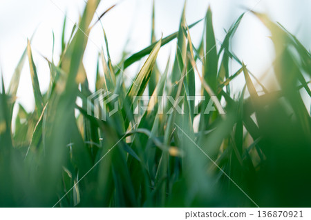 the stems and tops of green grass shimmer in the sun the stems and tops of green grass shimmer in the sun 136870921