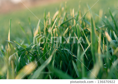 the stems and tops of green grass shimmer in the sun 136870922