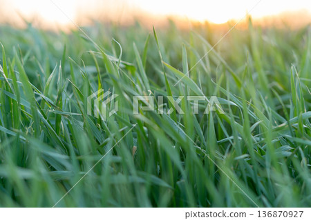 the stems and tops of green grass shimmer in the sun 136870927