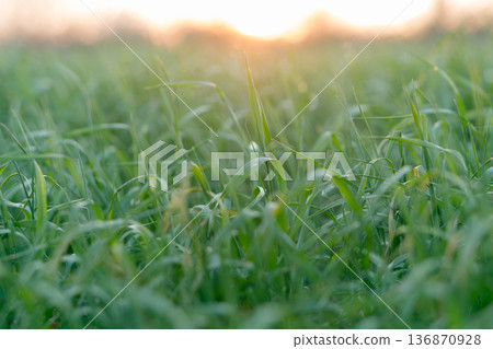 the stems and tops of green grass shimmer in the sun 136870928