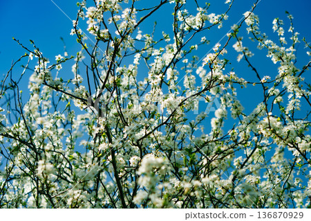 Tree branches covered with flowers with white petals in the spring 136870929