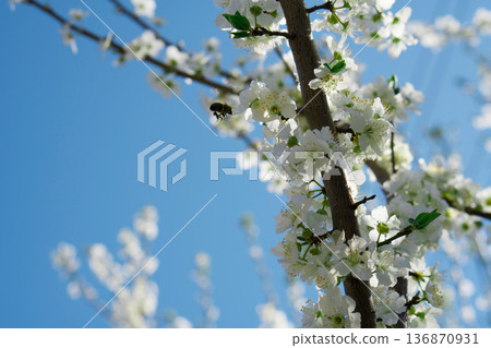 Tree branches covered with flowers with white petals in the spring 136870931