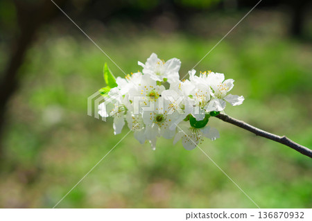 Tree branches covered with flowers with white petals in the spring 136870932