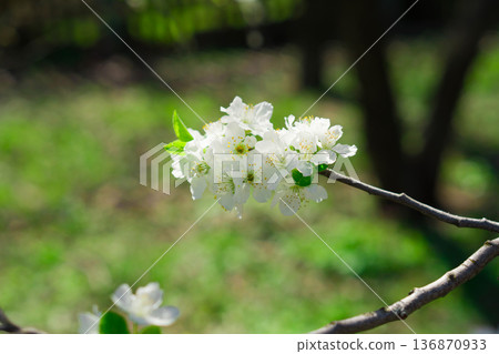 Tree branches covered with flowers with white petals in the spring 136870933